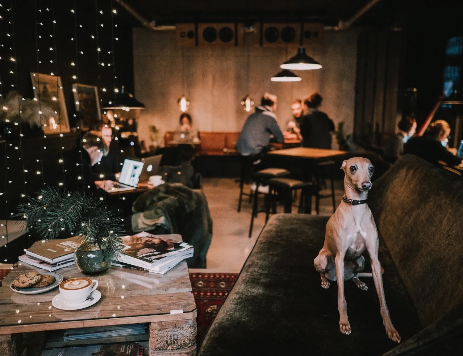Backstage cafe - Saltibarsciai Vilniuje